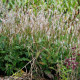 PERSICARIA amplexicaulis 'Alba'