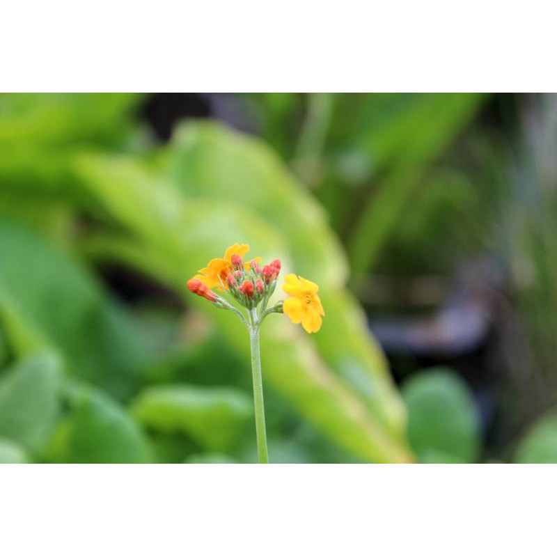 PRIMULA bulleyana