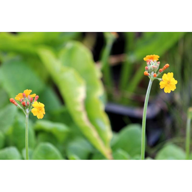 PRIMULA bulleyana