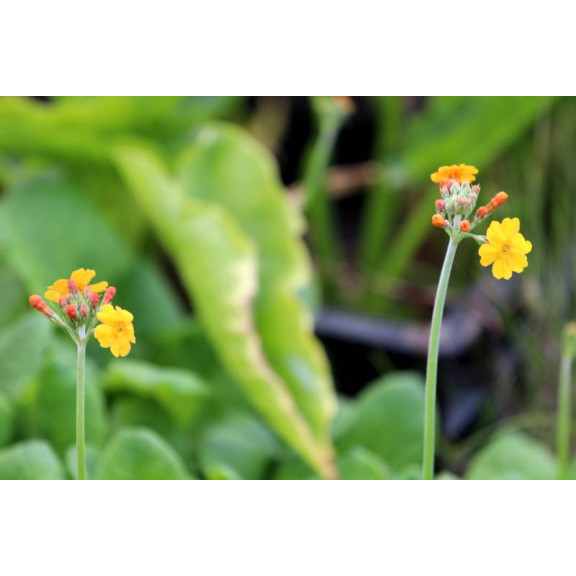 PRIMULA bulleyana