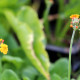 PRIMULA bulleyana