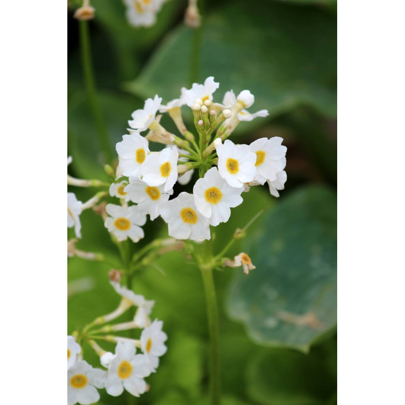 PRIMULA japonica 'Alba'