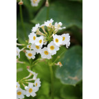 PRIMULA japonica 'Alba'
