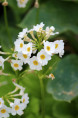 PRIMULA japonica 'Alba'