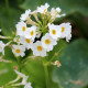 PRIMULA japonica 'Alba'