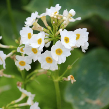 PRIMULA japonica &#039;Alba&#039;