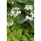 PRIMULA japonica 'Alba'