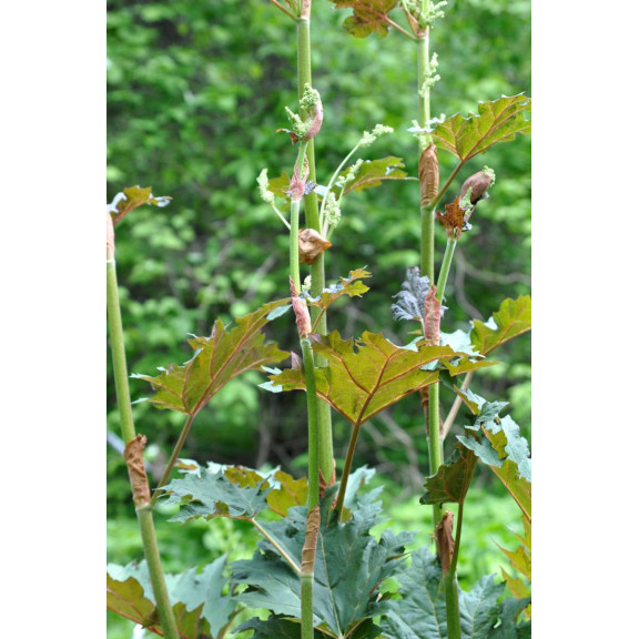 RHEUM palmatum var. tanguticum