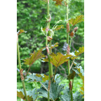 RHEUM palmatum var. tanguticum