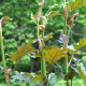 RHEUM palmatum var. tanguticum