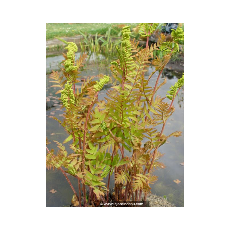 OSMUNDA regalis