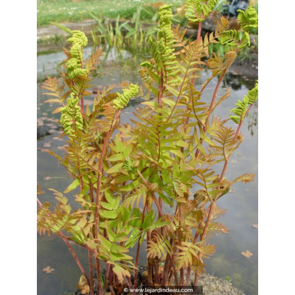 OSMUNDA regalis