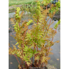 OSMUNDA regalis