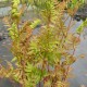 OSMUNDA regalis