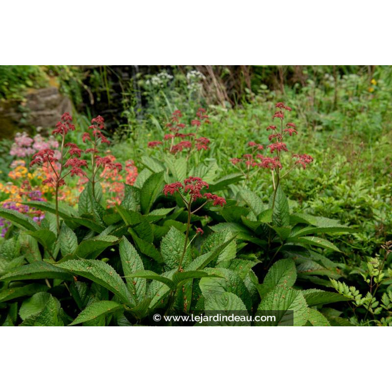 RODGERSIA pinnata