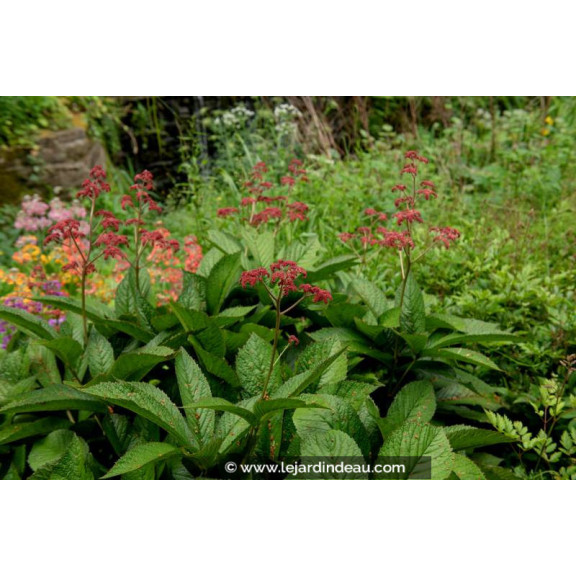 RODGERSIA pinnata