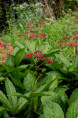RODGERSIA pinnata