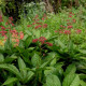 RODGERSIA pinnata