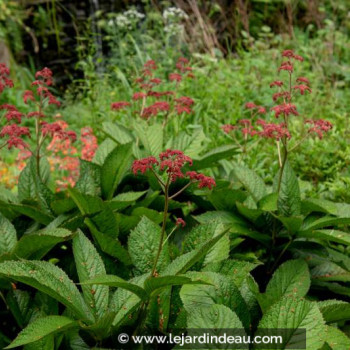 RODGERSIA pinnata