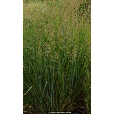 PANICUM virgatum \'Prairie Sky\'