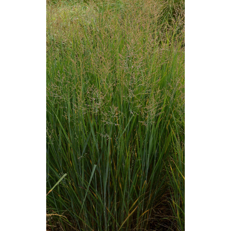 PANICUM virgatum 'Prairie Sky'
