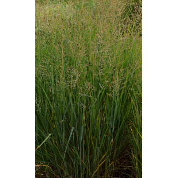 PANICUM virgatum \'Prairie Sky\'