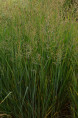 PANICUM virgatum 'Prairie Sky'
