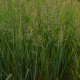 PANICUM virgatum 'Prairie Sky'