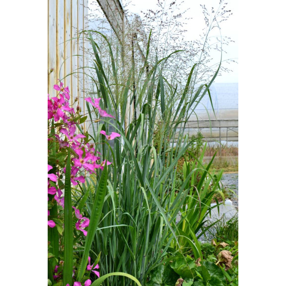PANICUM virgatum 'Strictum'