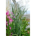 PANICUM virgatum 'Strictum'