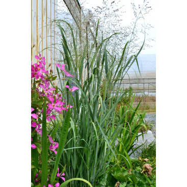 PANICUM virgatum \'Strictum\'