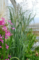 PANICUM virgatum 'Strictum'