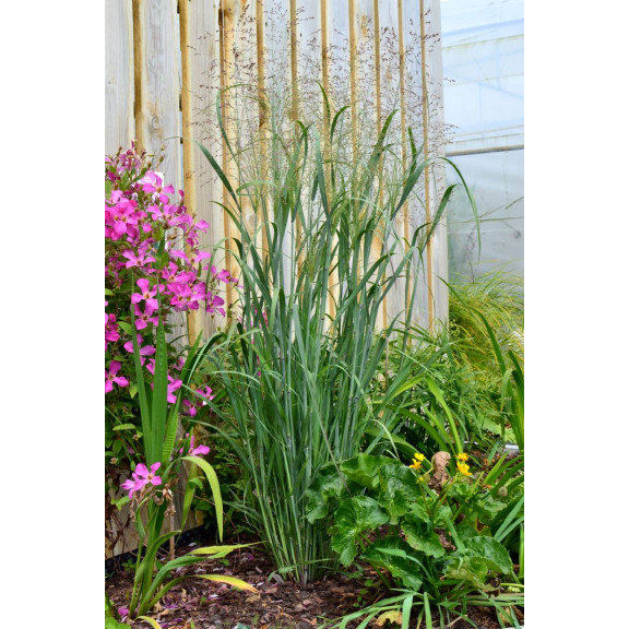PANICUM virgatum 'Strictum'