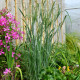 PANICUM virgatum 'Strictum'