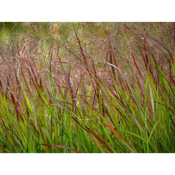 PANICUM virgatum 'Shenandoah'