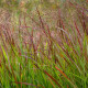 PANICUM virgatum 'Shenandoah'