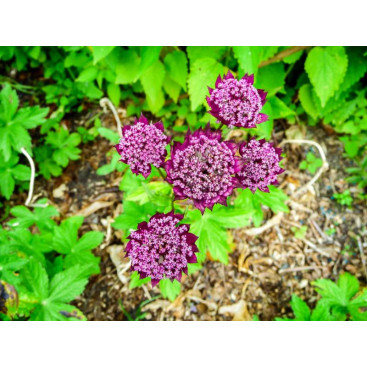 ASTRANTIA major \'Ruby Wedding\'