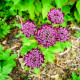 ASTRANTIA major 'Ruby Wedding'