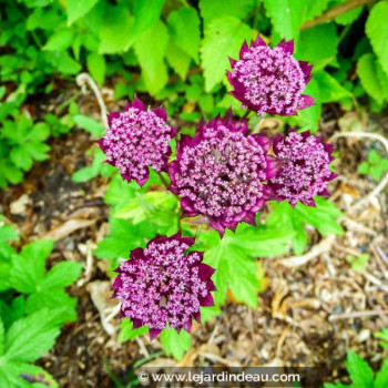 ASTRANTIA major &#039;Ruby Wedding&#039;