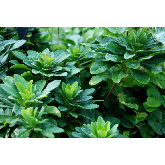 EUPHORBIA amygdalo&iuml;des var. robbiae