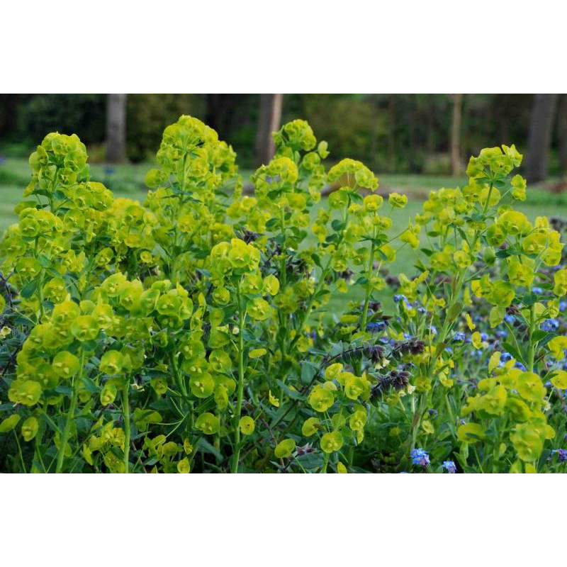 EUPHORBIA amygdalo&iuml;des var. robbiae
