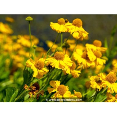 HELENIUM autumnale \'Pumilum Magnificum\'