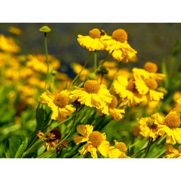 HELENIUM autumnale \'Pumilum Magnificum\'