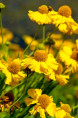 HELENIUM autumnale 'Pumilum Magnificum'