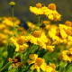 HELENIUM autumnale 'Pumilum Magnificum'