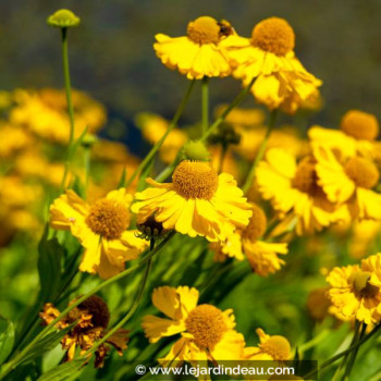 HELENIUM autumnale &#039;Pumilum Magnificum&#039;