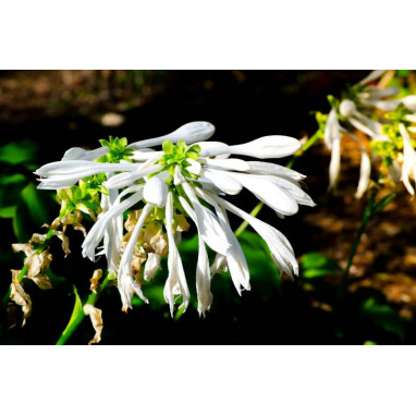 HOSTA plantaginea \'Grandiflora\'
