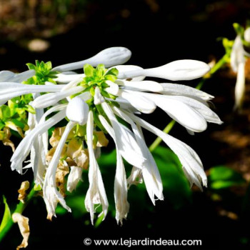 HOSTA plantaginea &#039;Grandiflora&#039;