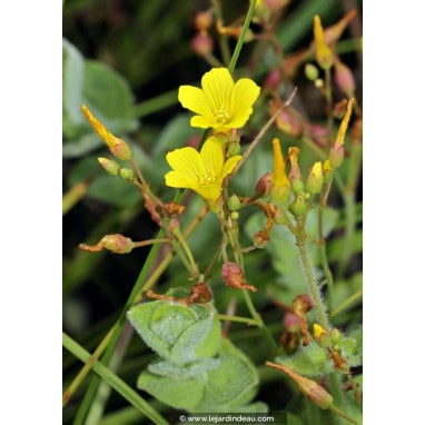 HYPERICUM elodes