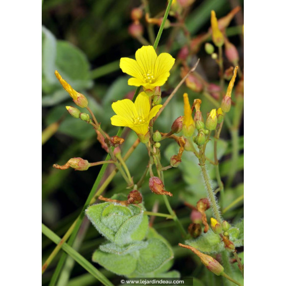 HYPERICUM elodes